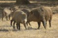 /album/fotogaleria/manada-de-jabalies-jpg/